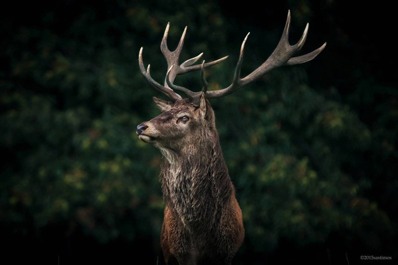 Wildlife Photography Workshops In London - Photoion