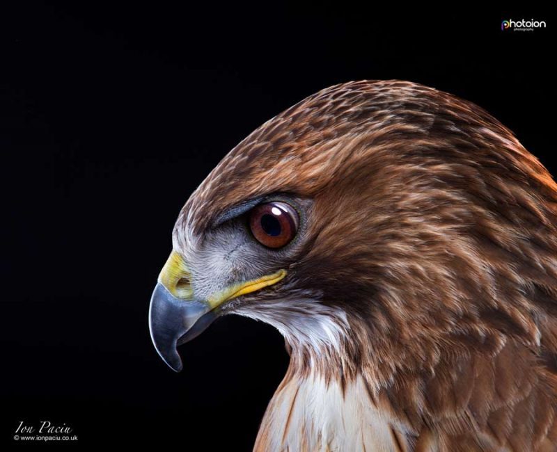 Birds of Prey Photography by our tutor Ion Paciu - Photoion